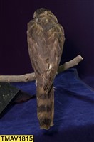 鳳頭蒼鷹藏品圖，第9張